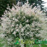 Salix integra Hakuro Nishiki-Plante amenajari gradini