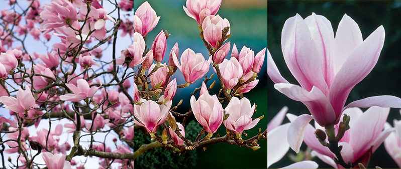 floarea magnolia